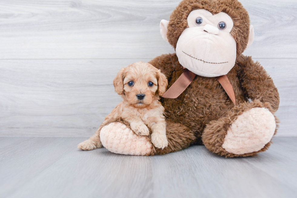 Cute Cavapoo Baby