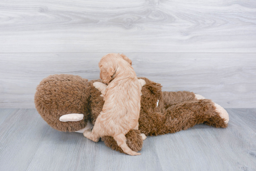 Friendly Cavapoo Baby