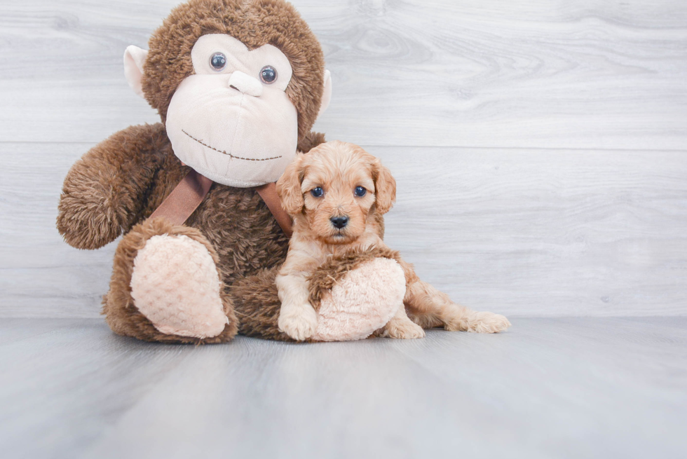 Cavapoo Puppy for Adoption