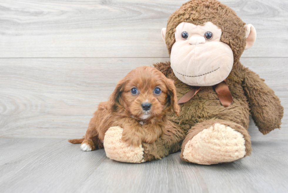 Cavapoo Pup Being Cute