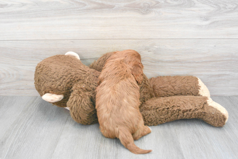 Cavapoo Pup Being Cute