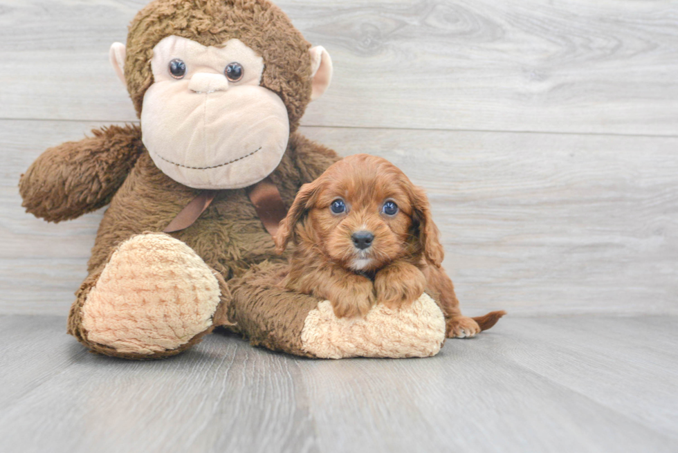 Cavapoo Pup Being Cute