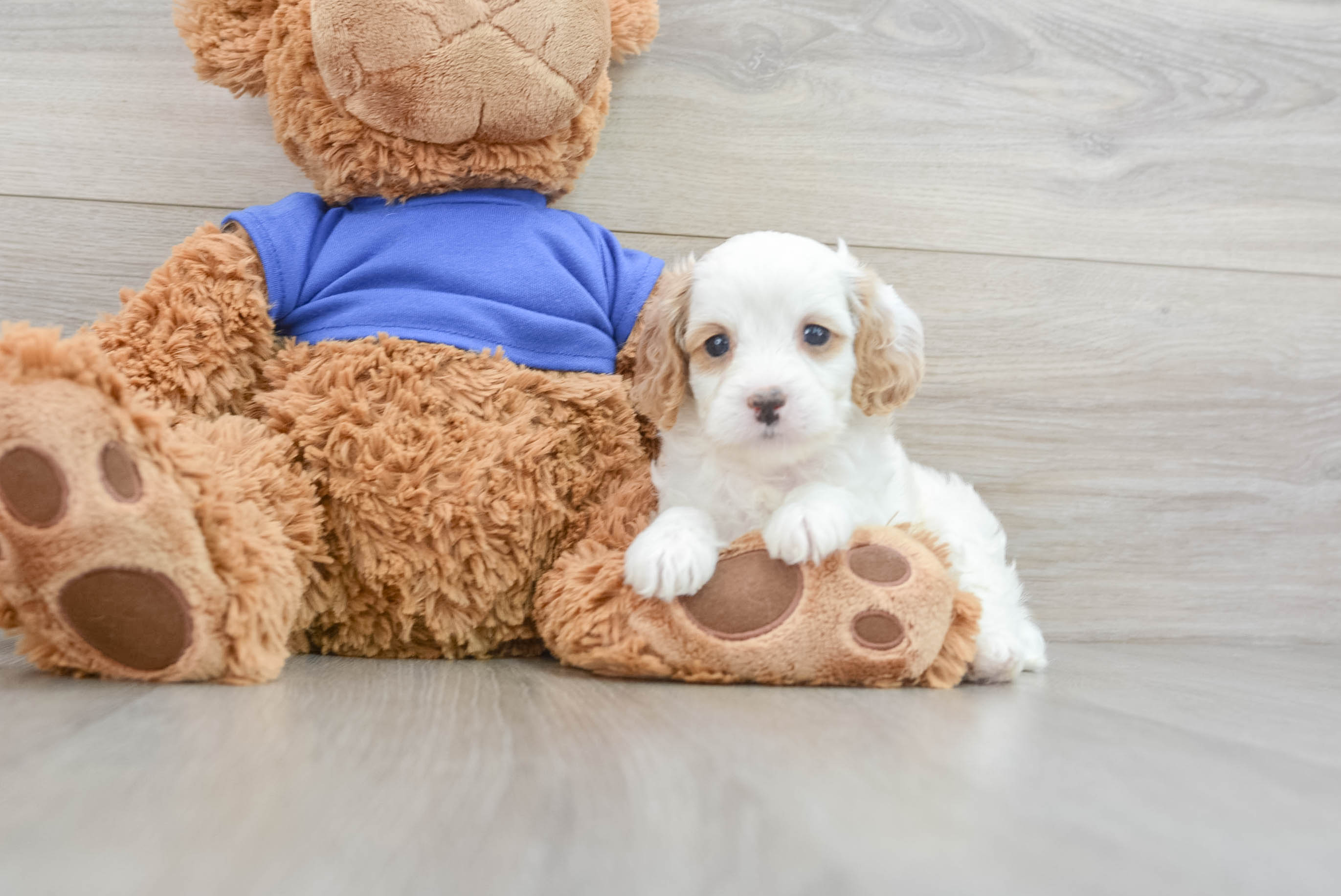 Popular Cavapoo Alberta: 3lb 1oz Doodle Puppy