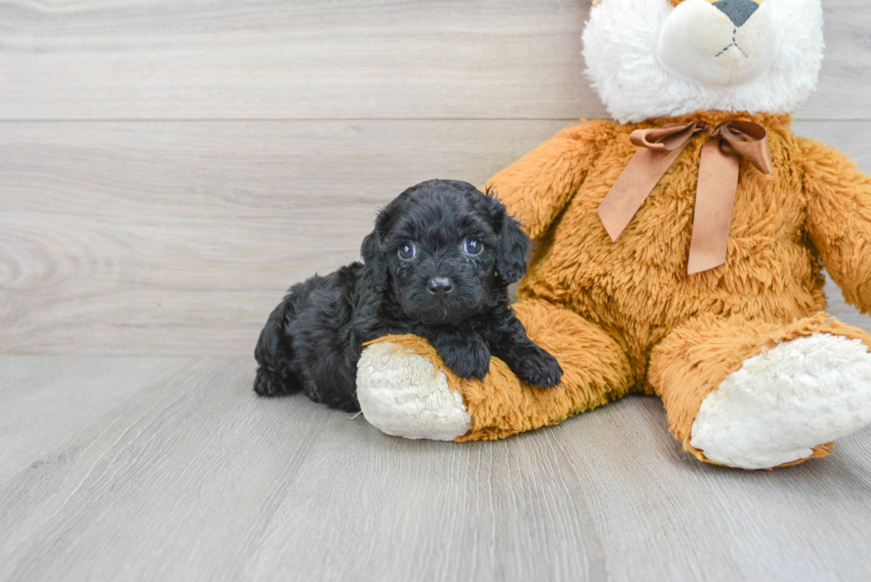 Cavapoo Pup Being Cute