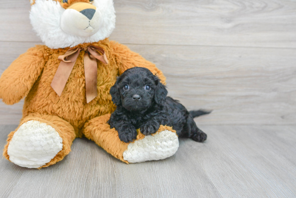 Friendly Cavapoo Baby