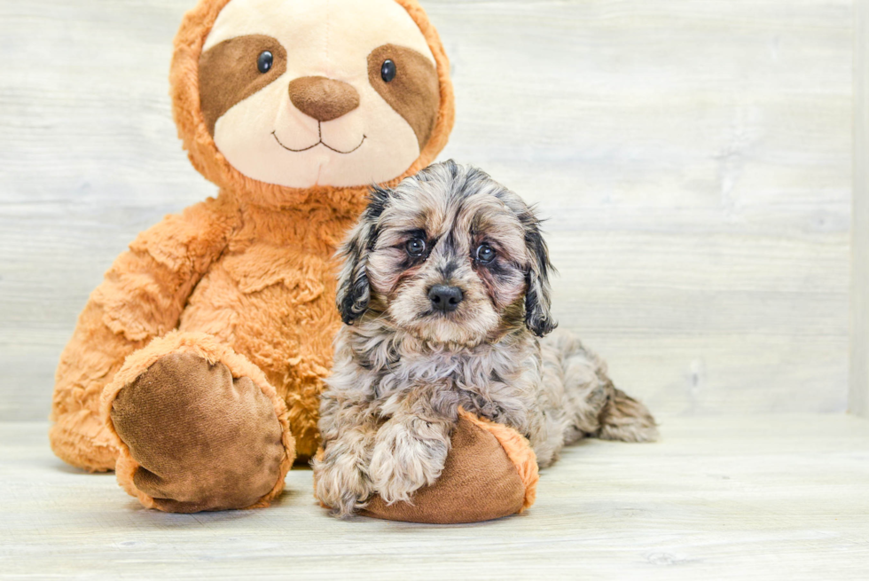 Best Cavapoo Baby