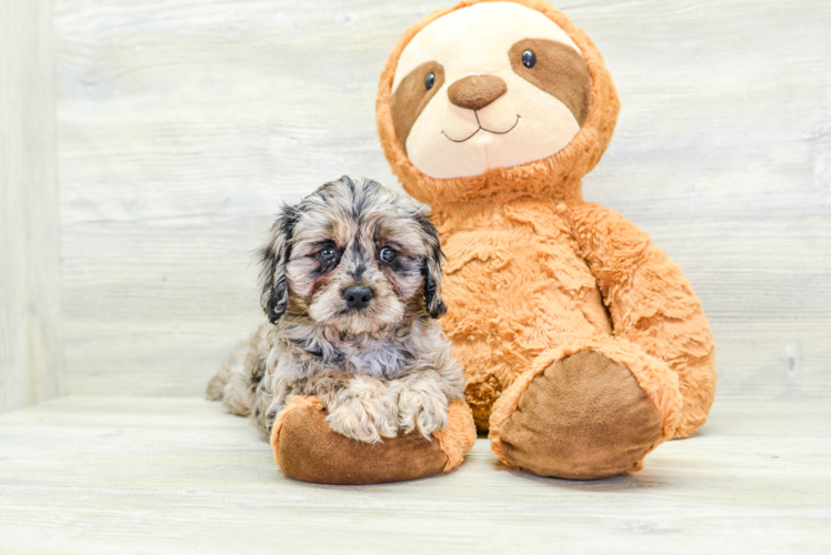 Small Cavapoo Baby