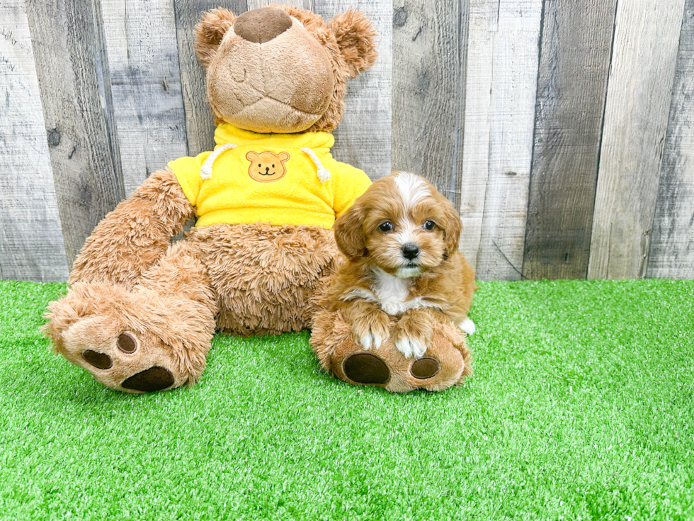 Little Cavoodle Poodle Mix Puppy