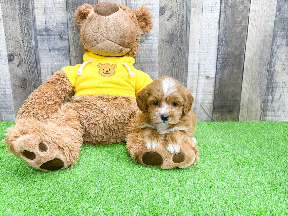 Playful Cavoodle Poodle Mix Puppy