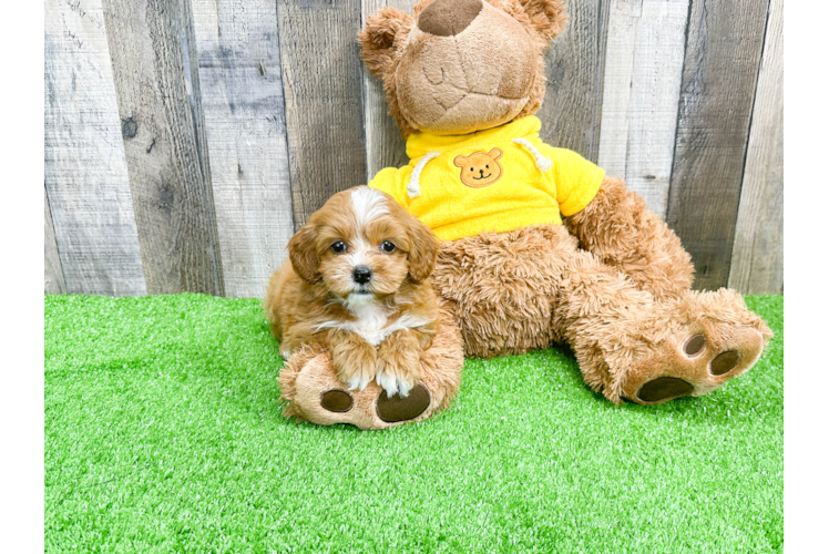 Cavapoo Puppy for Adoption