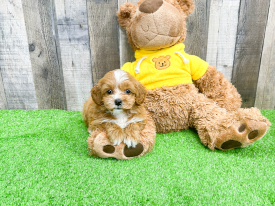 Cavapoo Puppy for Adoption