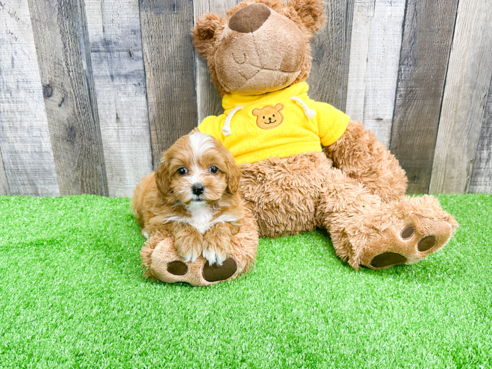 Smart Cavapoo Poodle Mix Pup