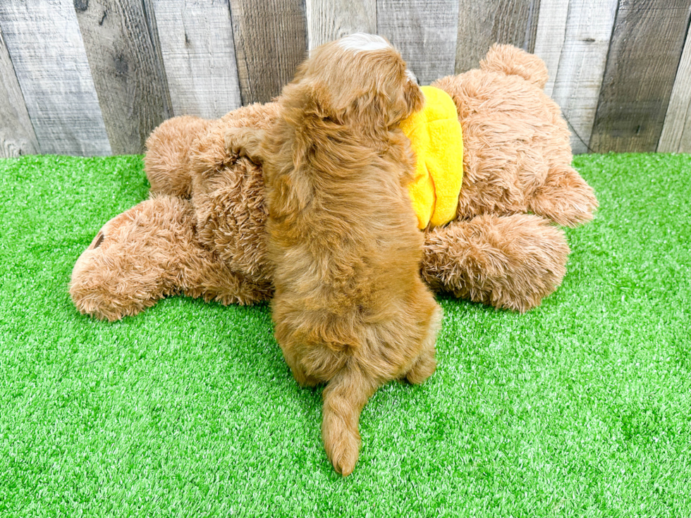 Fluffy Cavapoo Poodle Mix Pup