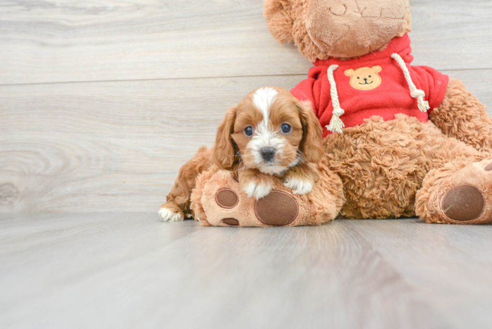 Best Cavapoo Baby