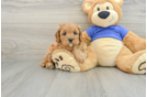 Best Cavapoo Baby