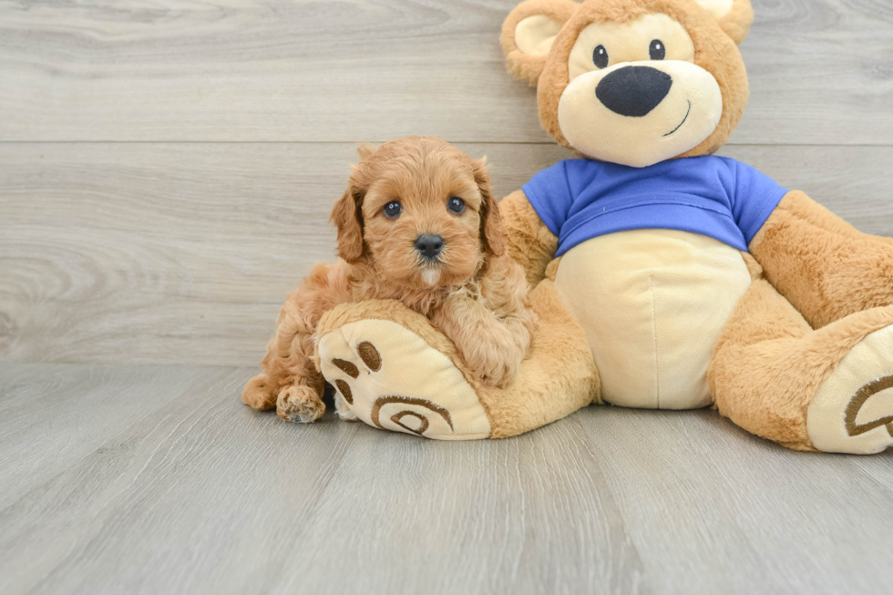 Best Cavapoo Baby