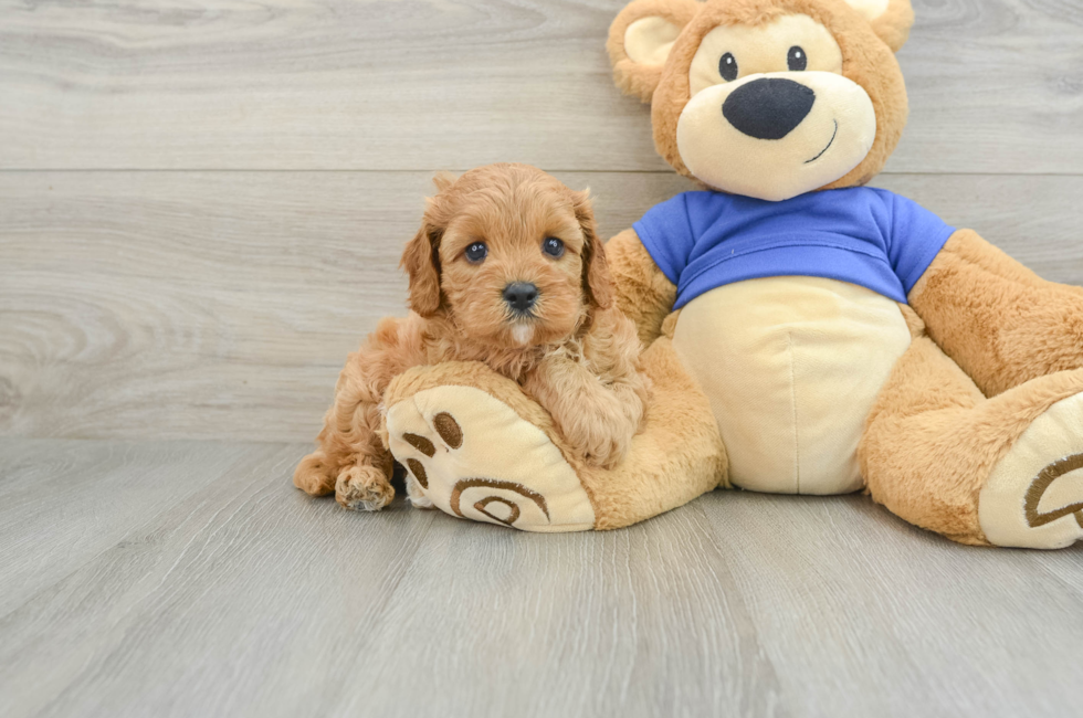 5 week old Cavapoo Puppy For Sale - Premier Pups