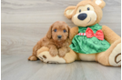 Best Cavapoo Baby