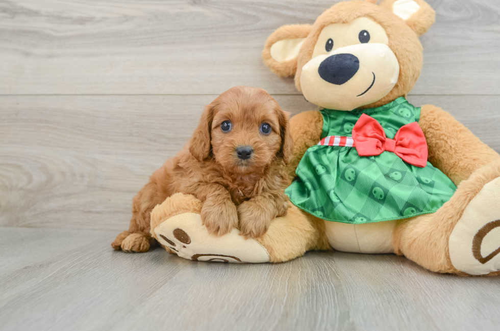 5 week old Cavapoo Puppy For Sale - Premier Pups