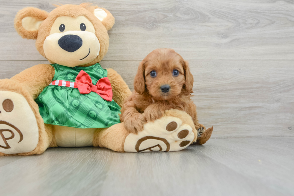 Cavapoo Puppy for Adoption