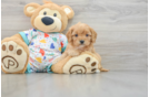 Small Cavapoo Baby