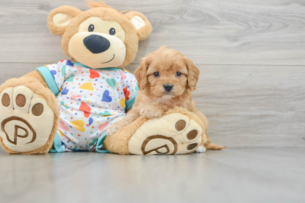 Small Cavapoo Baby