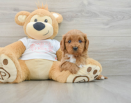 7 week old Cavapoo Puppy For Sale - Premier Pups