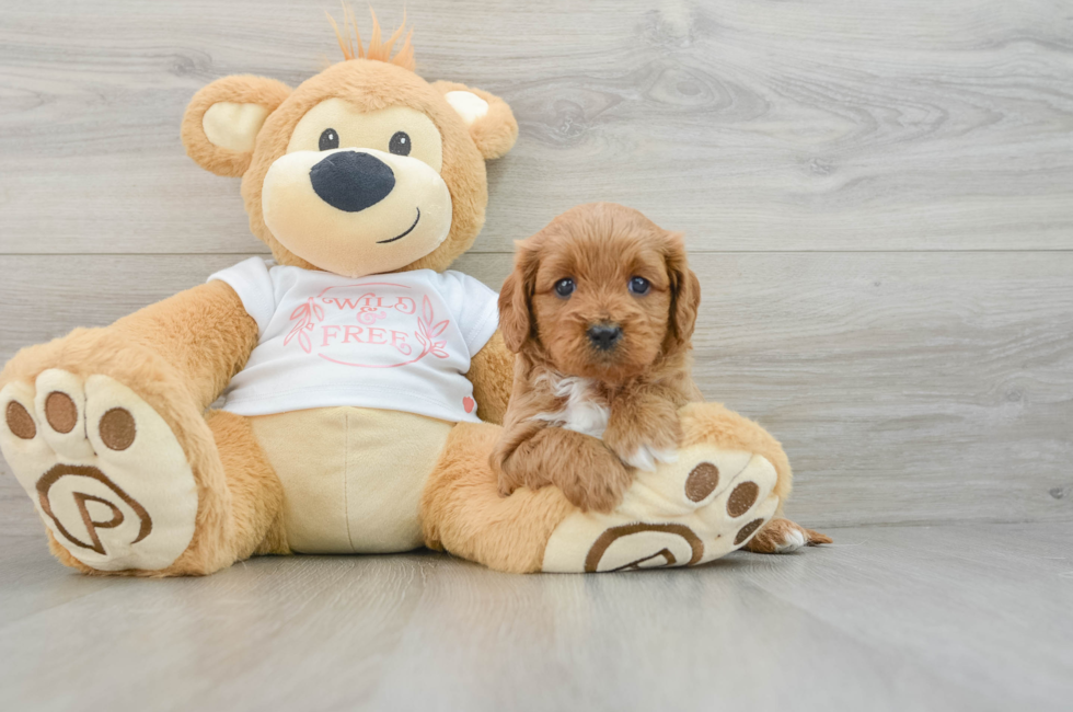 5 week old Cavapoo Puppy For Sale - Premier Pups