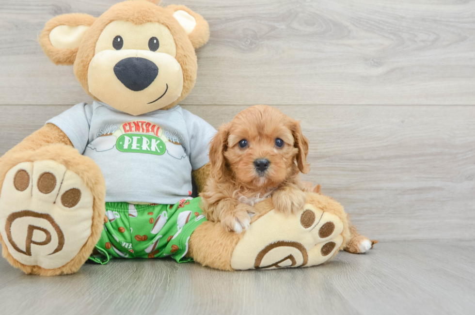 5 week old Cavapoo Puppy For Sale - Premier Pups