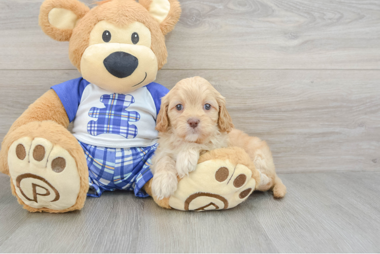 Playful Cavapoodle Poodle Mix Puppy