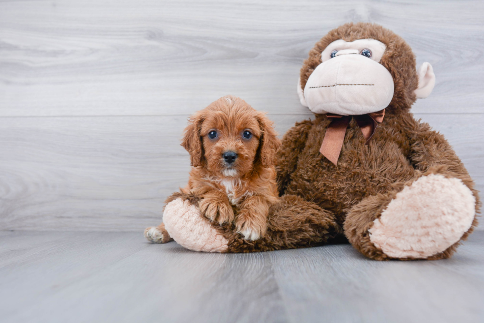 Funny Cavapoo Poodle Mix Pup