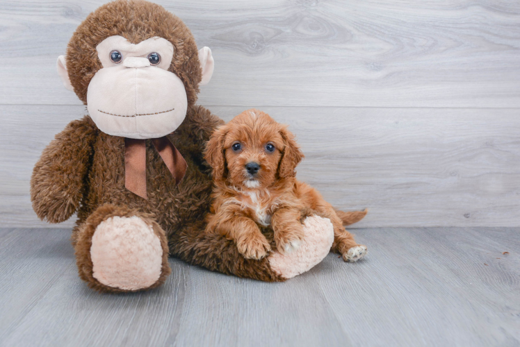 Best Cavapoo Baby