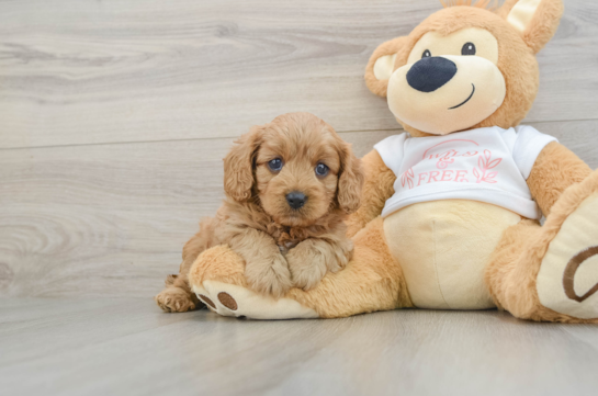 Best Cavapoo Baby