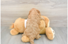 Small Cavapoo Baby