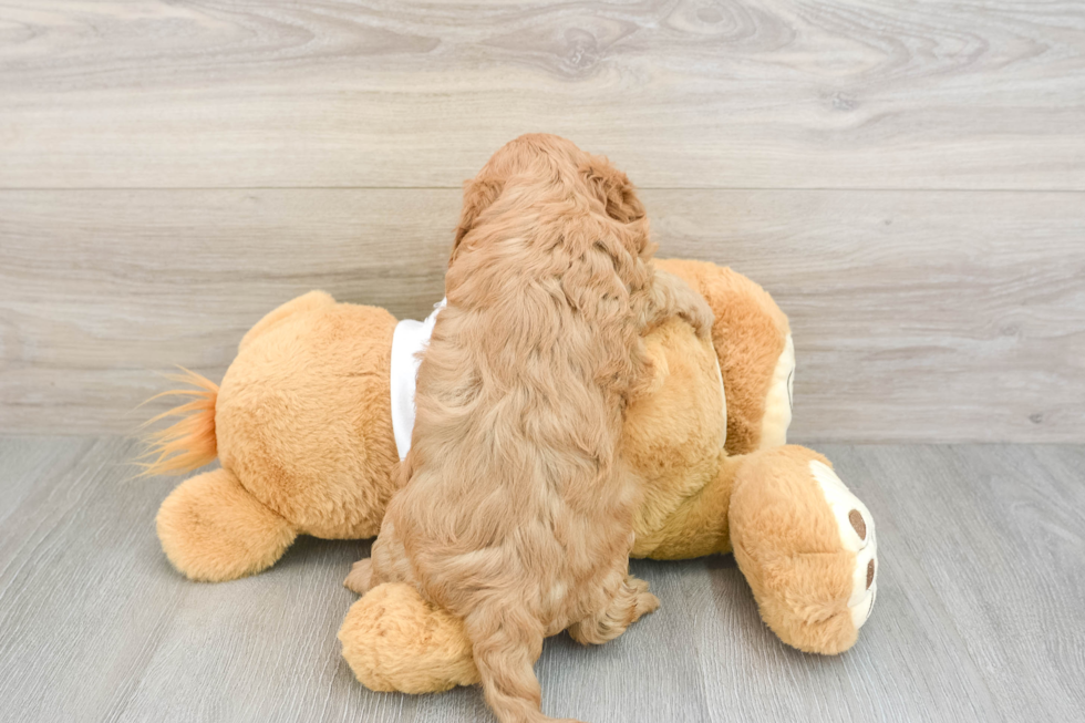Small Cavapoo Baby