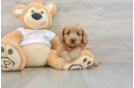 Cavapoo Puppy for Adoption