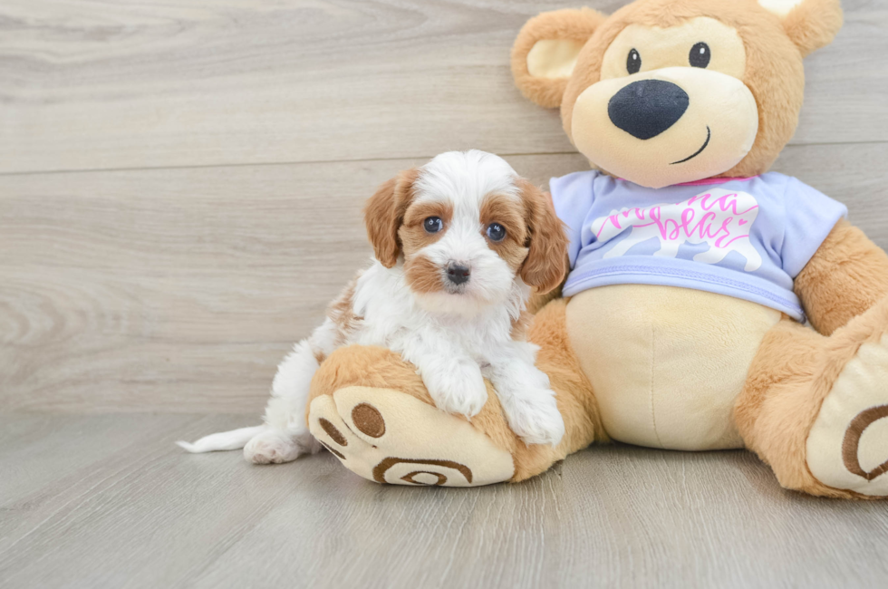 5 week old Cavapoo Puppy For Sale - Premier Pups