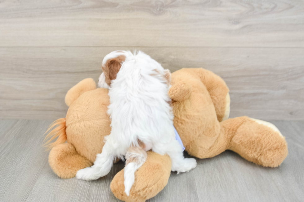 Cavapoo Pup Being Cute