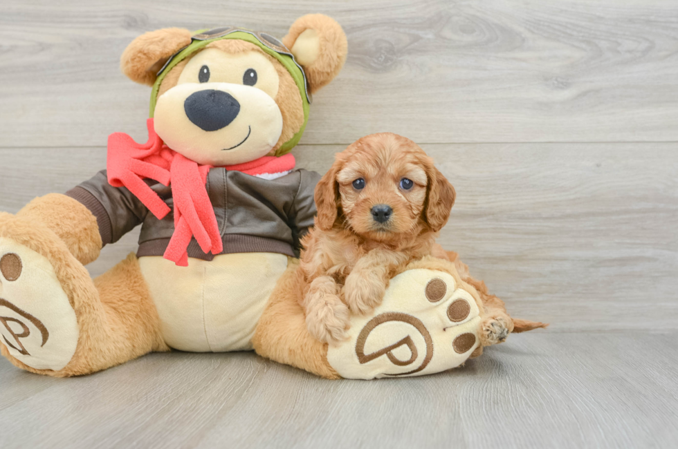 6 week old Cavapoo Puppy For Sale - Premier Pups