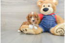 Small Cavapoo Baby