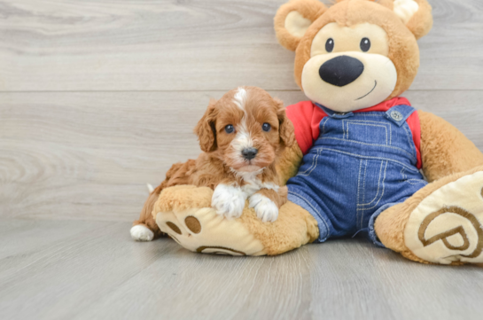 Small Cavapoo Baby