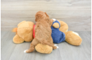Best Cavapoo Baby