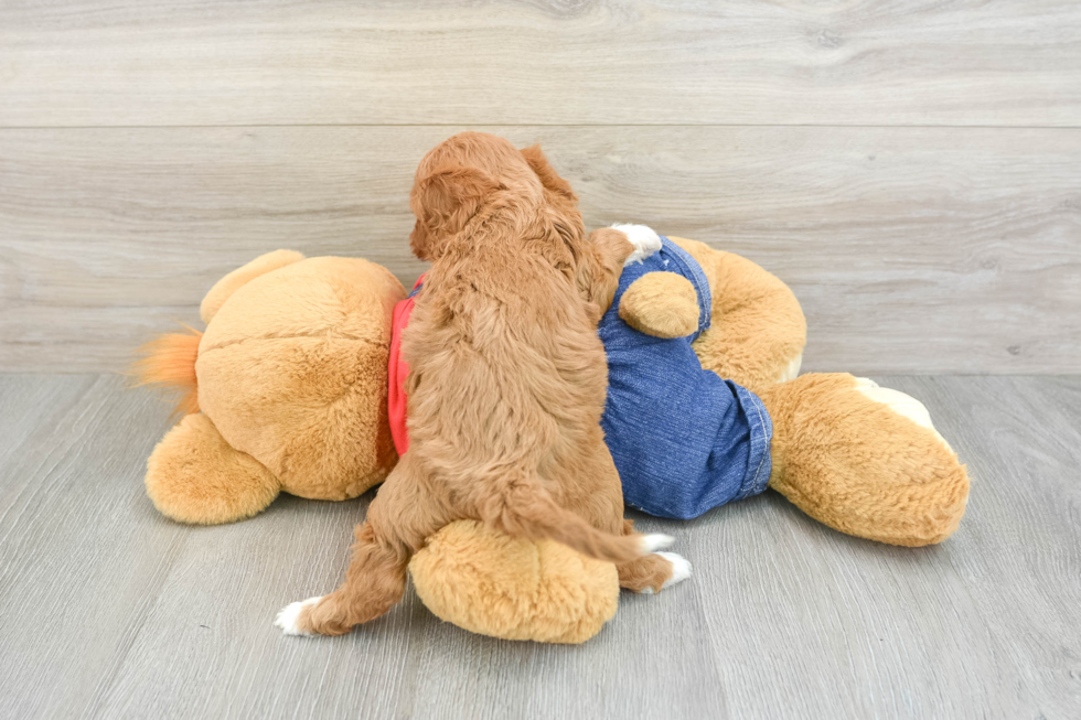Best Cavapoo Baby