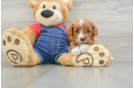 Best Cavapoo Baby
