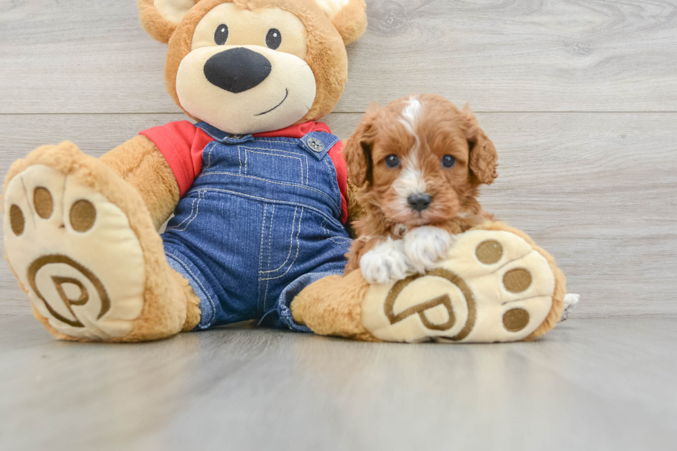 Best Cavapoo Baby