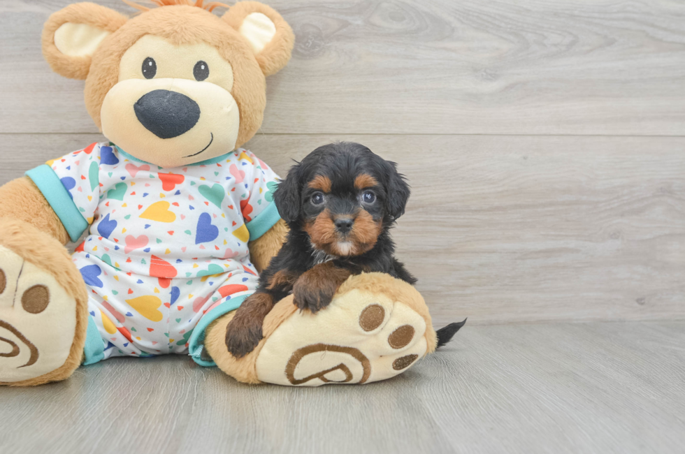 6 week old Cavapoo Puppy For Sale - Premier Pups