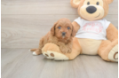 Cavapoo Pup Being Cute