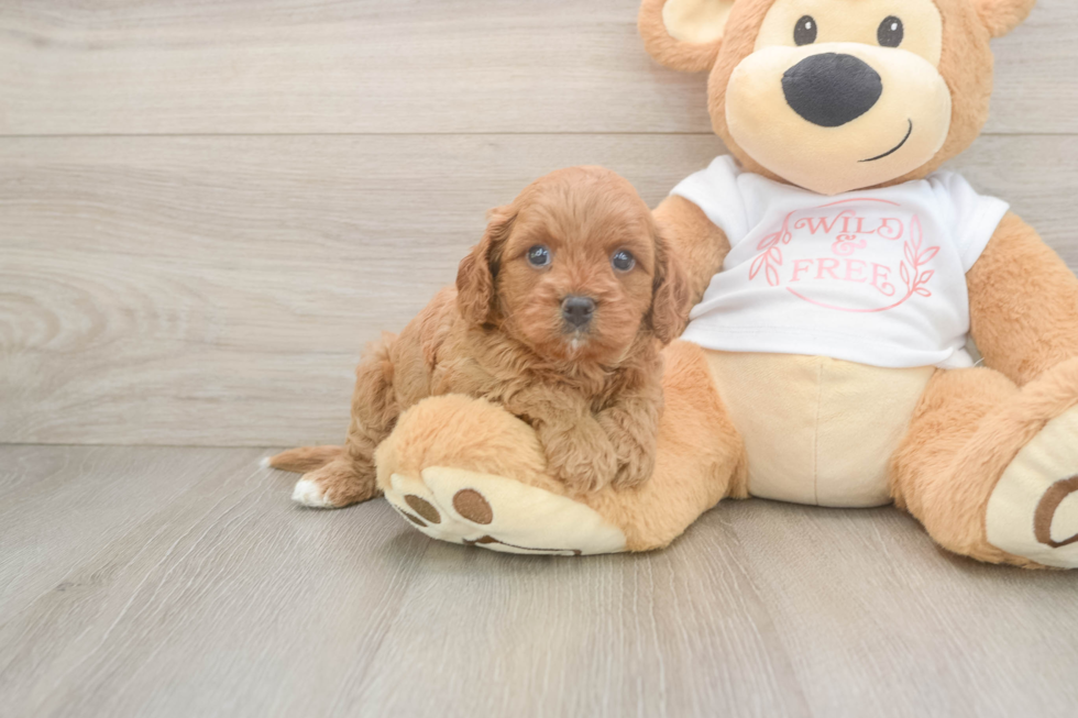 Cavapoo Pup Being Cute