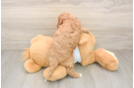 Best Cavapoo Baby