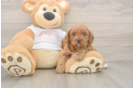 Petite Cavapoo Poodle Mix Pup